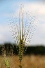 
ears of wheat on the field 