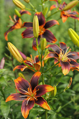 Tiger Lily's in the garden.