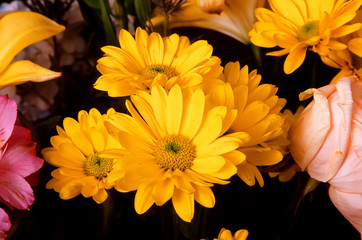 Daisy Floral Arrangement