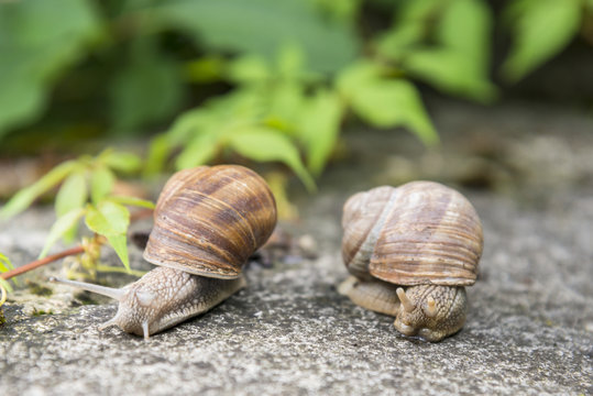 Two snails in the garden
