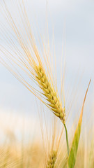
Golden ears of wheat on the field 