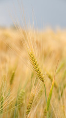 Fototapeta premium Golden ears of wheat on the field 