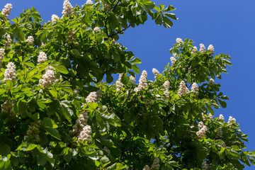 Fototapeta na wymiar Flowering branches of chestnut tree