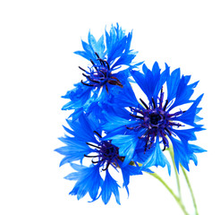 Obraz premium blue cornflowers