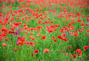 meadow with beautiful  red poppy flowers