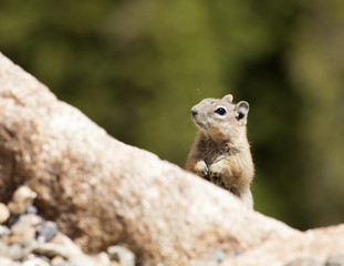 Chipmunk in Colorado - Rocky Mountains National Park