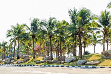 Palm trees. Tropical Seaside.

