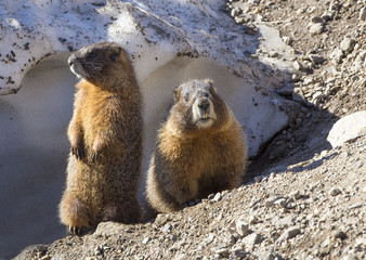 Marmot in Rocky Mountains National Park, Colorado