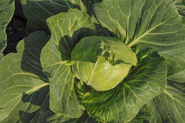 Obraz premium Pretty young head of cabbage in the garden.