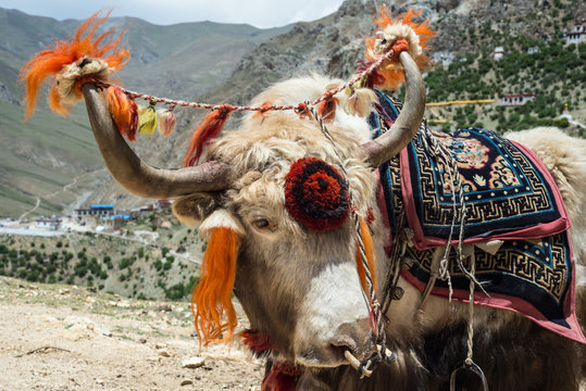 Tibetan Yak