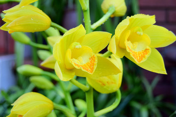 The flowers of the garden.