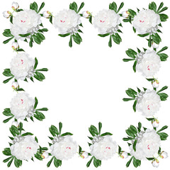 Delicate floral background. Peonies 