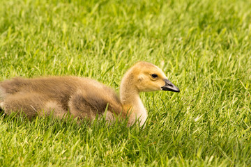 Canada Goose Gosling in green grass
