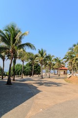 Obraz na płótnie Canvas coconut palm trees and blue sky 