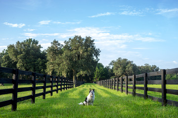Border Collie Australian Shepherd dog mix breed sitting between two rural countryside fence lines pastures on green grass with a blue sky waiting watching working off leash - 113840020