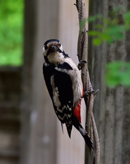 Spotted woodpecker on a tree branch