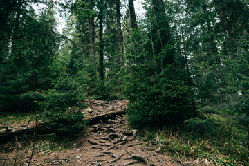 Green Mountain Forest background. Misty pine forest landscape. Travel