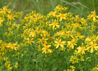 Echtes Johanniskraut, Hypericum perforatum