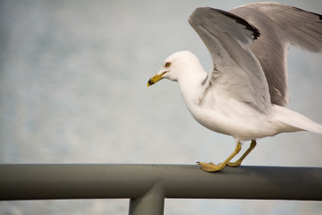 Seagull with spread wings