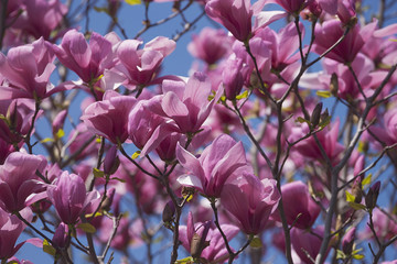 Galaxy hybrid magnolia (Magnolia x hybrid Galaxy). Hybrid between Magnolia liliflora Nigra and Magnolia sprengeri Diva © nickkurzenko