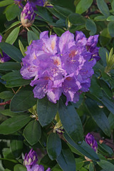 Catawba rosebay (Rhododendron catawbiense). Called Mountain rosebay, Purple ivy, Purple laurel, Purple rhododendron, Red laurel, Rosebay, Rosebay laurel also. Close up image of flowers and buds