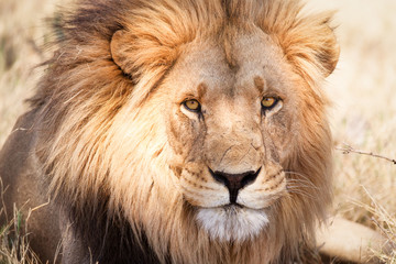 Fototapeta na wymiar African lion in savannah in Zambia