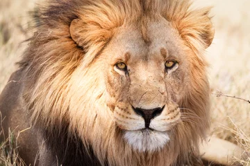 Foto op Aluminium Afrikaanse leeuw in savanne in Zambia © Pearl Media