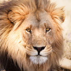 Portrait of African lion in dry savannah in Zambia close up
