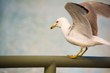 Ring-billed seagull with wings spread opened standing on a railing
