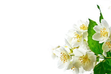 Fototapeta na wymiar Spring landscape with delicate jasmine flowers. White flowers