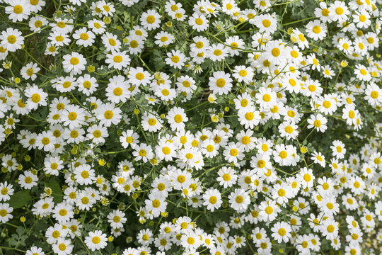 tanacetum niveum fiori bianchi