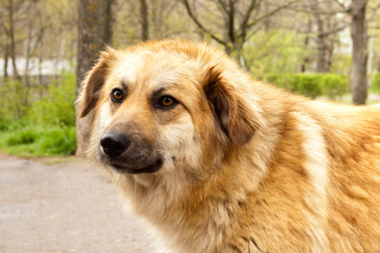 Profile big beautiful golden dog
