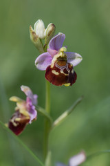Fototapeta premium Hummel-Ragwurz - ophrys holoserica