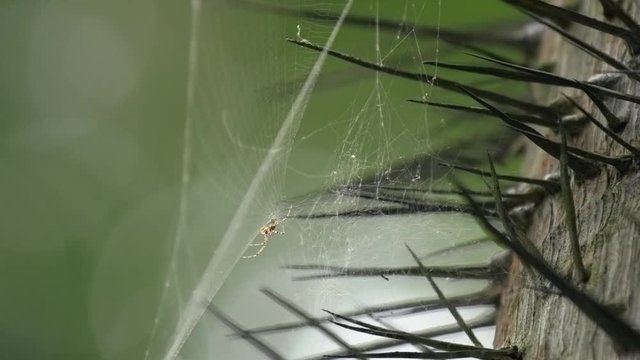 Small spider sits in its web trap to catch prey on a palm tree trunk with spikes and thorns. Trap, network connection concept. Local spiderweb nature wildlife animals in Langkawi, Malaysia, Asia.