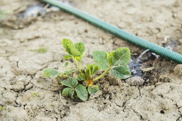 Garden hose with sprinkler spraying fresh water