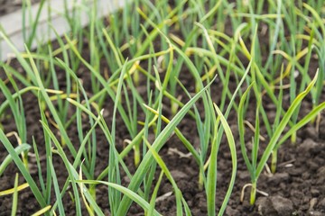 Green onion plantation