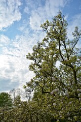 Obraz premium Magnolienbaum vor blauem Hintergrund