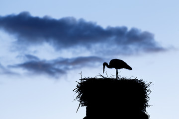 Storch als Silhouette