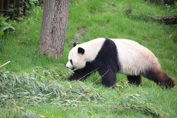 Obraz na płótnie Canvas Großer Panda bewegt sich