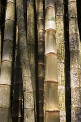 Old bamboo trunks closeup / Closeup of an old bamboo forest at Botanical Garden, Rio de Janeiro, Brazil