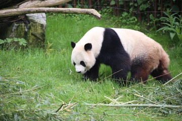 Fototapeta premium Großer Panda bewegt sich