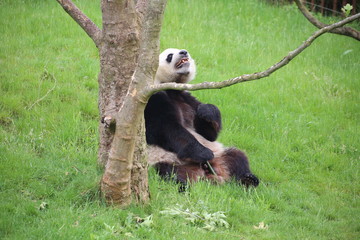 Obraz premium Großer Panda bewegt sich