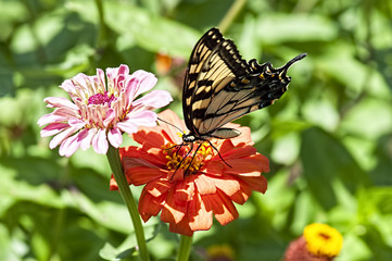 Yellow and Black butterfly on a orange Zinnia