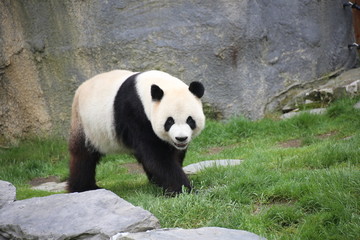 Obraz na płótnie Canvas Großer Panda bewegt sich