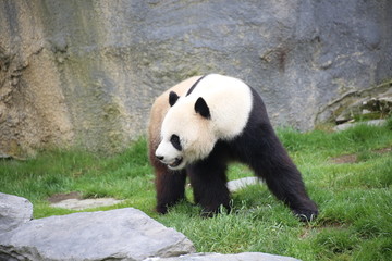 Großer Panda bewegt sich