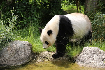 Obrazy na Szkle  Panda wielka się rusza