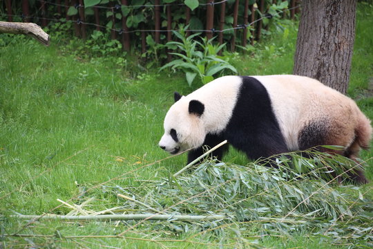 Großer Panda bewegt sich