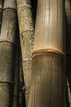 Thick old bamboo trunks background / Closeup of thick old bamboo trunks at Botanical Garden, Rio de Janeiro, Brazil
