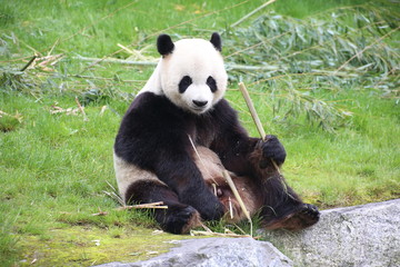 Fototapeta premium Großer Panda frisst Bambus