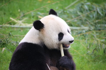 Fototapeta na wymiar Großer Panda frisst Bambus